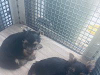 Safkan Yorkshire 2 Erkek