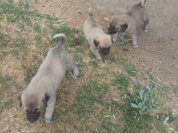 Orjinal Kangal Yavruları Sivas