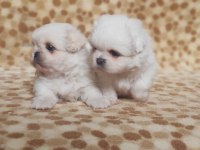 Irk ve sağlık garantili pekinez mini bebekler