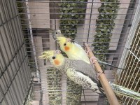 Yavru Sultan Papağanı