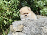 Ruhsatlı İşletmeden Her Renk Pomeranian Boo