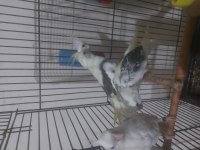 Evcil yavru sultanlar