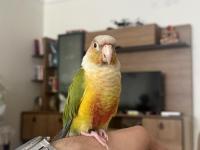 Evcil konuşkan konur papağanı