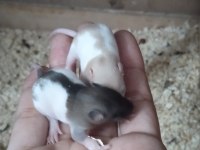 Bilinçli Rat Sahibinden Bebek Ratlar