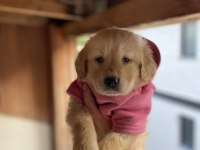 Irk garantili golden retriever yavrularımız