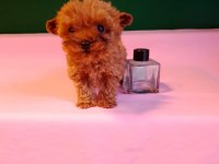 Lekesiz Teacup Poodle Yavrularımız