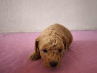 Maltipoo Bebek Köpekler