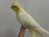 Sultan papağanlarımız sahiplendirilecek