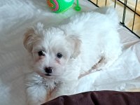 2.5 aylık maltipoo köpeği