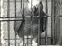 Jumbo Jako Papağanı