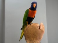 Oyun Hamuru Üst Düzey Lori Papağanı