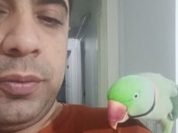 Jumbo boy iskender papağanı aileniz arkadaş