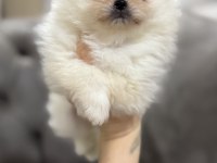 Orjinal Teacup Erkek Pomeranian