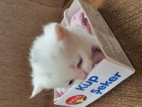 Kar Beyaz British Shorthair Sağlıklı Oyuncu Canlar