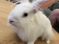 Mini Lop Tavşan 6 Ocak 2026 Doğumlu