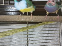 2 Erkek Toplu Veya Ayrı İspinoz