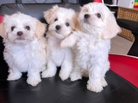 Sevimli Maltese Minikler