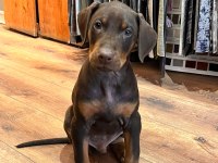 2.5 aylık erkek kızıl doberman