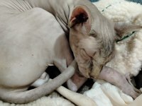 Sevimli bıtık sfenks kedimiz