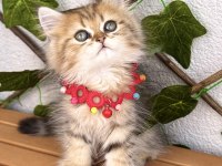 Dişi golden british pofuduğum uygun