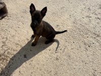 A Kalite Maskeli Belçika Kurdu