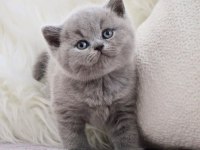 Vazgeçilmez Gri British Shorthair Yavrumuz
