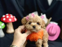 Küçük Boy Minik Maltipoo Bebekler