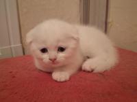Mutlu sağlıklı safkan scottish fold bebekler yeni ailelerine hazırlar