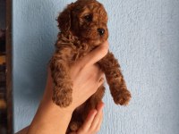 Toy Poodle Köpeğimiz