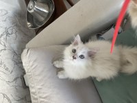 Safkan atalardan point british longhair yavrular