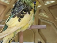 Show Erkek Dişi Muhabbet Kuşlarımız