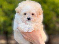 Kop Kore Maltipoo