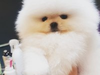 Teddy Bear Pomeranian Yavruları