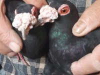 Sivas keşlisi güvercinler