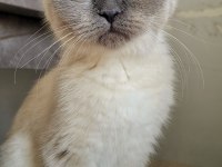 Dünya Güzeli Scottish Blue Point Kedimiz Sora