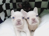 Egzotik French Bulldog Yavrular