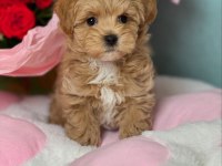 Mini Mini Maltipoo Teacup