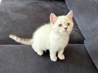 2 aylık british shorthair kedisi