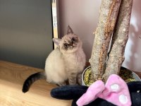 Dişi British Blue Point