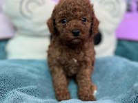 Red brown toy poodle bebekler