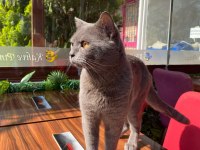 1 yaşında erkek bal göz british shorthair
