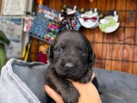 Enerji Dolu Labrador Yavrularıyla Hayatınıza Neşe Katın!