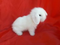 Orjinal lop ırkı tavşan