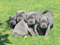 A kalite cane corso yavruları
