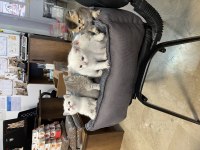 British Shorthair Yavruları