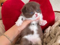 Cinnamon chocolate bicolour bebek kedilerimiz