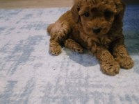 54 Günlük Toy Poodle Yavrularım Son 1 Dişi Kaldı