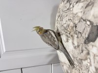 Üreticiden sultan papağanı (₺)