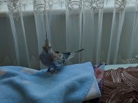 1 Yaşında Erkek Sultan Papağanı