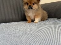 Pomeranian Bebeklerimiz Yuvasını Arıyor